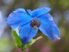 Show product details for Meconopsis Inverewe